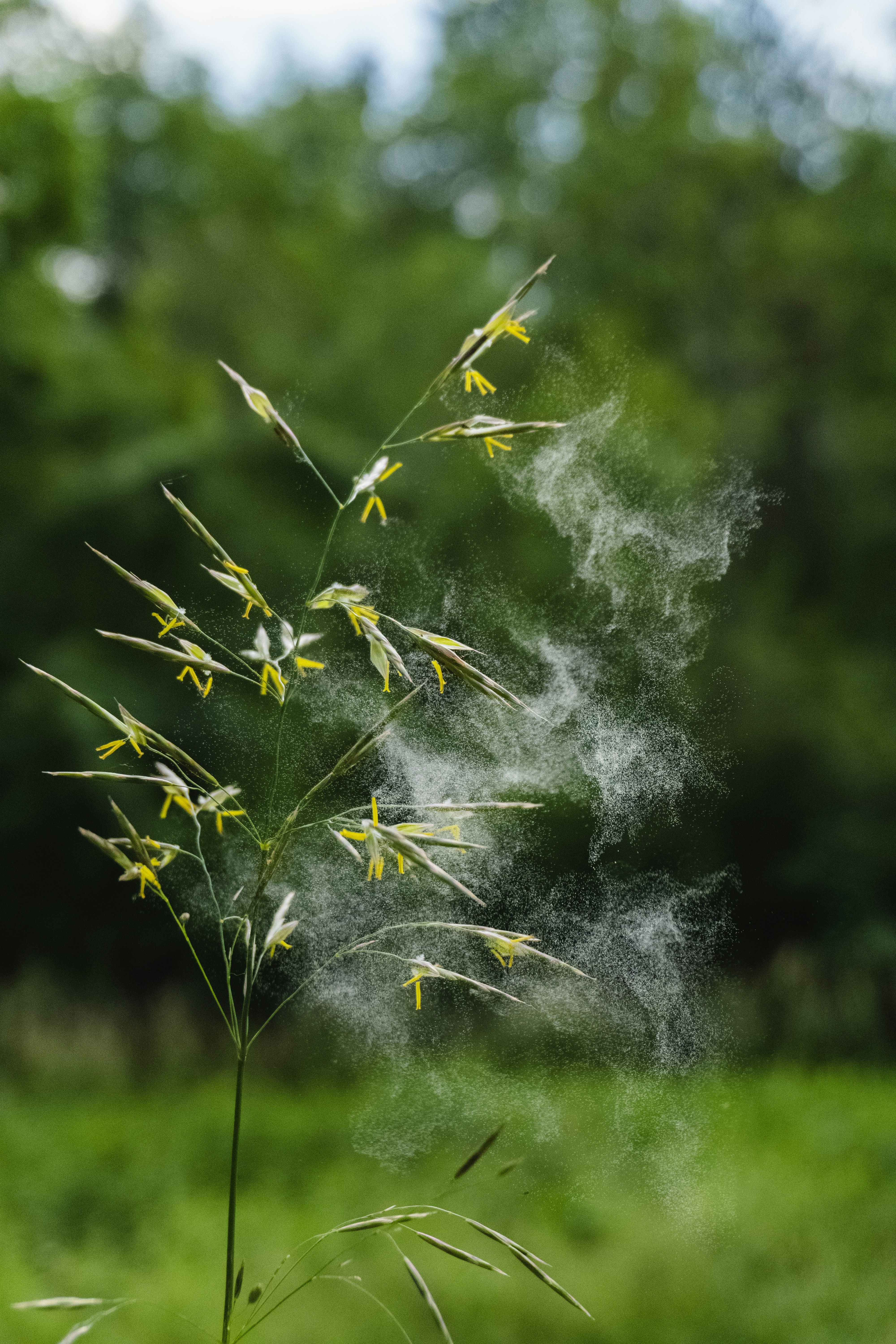 Hooikoorts allergie klachten verminderen door behandeling vanuit de oorzaak